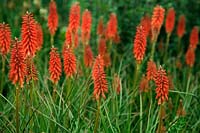 Kniphofia 'Wol's Red Seedling' Red Hot Poker