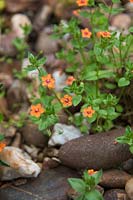 Mauvaises herbes communes du jardin - Pimpernel écarlate - Anagallis arvensis