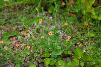 Mauvaises herbes communes du jardin - Pimpernel écarlate - Anagallis arvensis