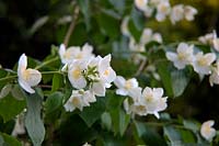 Philadelphus intectus