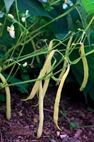 Phaseolus vulgaris 'Sonesta' Haricots Nains Français