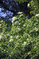 Eucryphia glutinosa