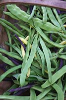 Haricots verts grimpants - Phaseolus vulgaris 'Algarve', Phaseolus vulgaris 'A Cosse Violette' Phaseolus vulgaris 'Cobra' Phaseolus vulgaris 'Corona d ' Oro' - Haricots runner: Phaseolus coccineus 'Firestorm' Bean Runner et 'Streamline' et Haricots Nains - Phaseolus vulgaris 'Sonesta