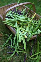 Haricots verts grimpants - Phaseolus vulgaris 'Algarve', Phaseolus vulgaris 'A Cosse Violette' Phaseolus vulgaris 'Cobra' Phaseolus vulgaris 'Corona d ' Oro' Haricots rouges: Phaseolus coccineus 'Firestorm' Haricot coureur et 'Streamline' et haricots nains - Phaseolus vulgaris 'Sonesta