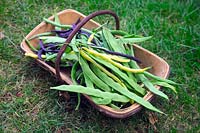 Haricots verts grimpants - Phaseolus vulgaris 'Algarve', Phaseolus vulgaris 'A Cosse Violette' Phaseolus vulgaris 'Cobra' Phaseolus vulgaris 'Corona d ' Oro' Haricots rouges: Phaseolus coccineus 'Firestorm' Haricot coureur et 'Streamline' et haricots nains - Phaseolus vulgaris 'Sonesta