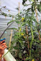 Jardinier femme pulvérisant des tomates avec du savon doux contre l'infection par les aleurodes