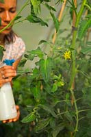 Jardinier femme pulvérisant des tomates avec du savon doux contre l'infection par les aleurodes