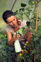 Jardinier femme pulvérisant des tomates avec du savon doux contre l'infection par les aleurodes