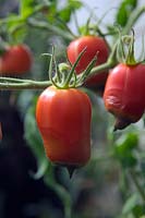 La pourriture apicale des fleurs de la tomate - Solanum lycopersicum - est un problème physiologique causé par des conditions de croissance défavorables plutôt que par un ravageur ou une maladie. Montré ici dans 'Andine Cornue'