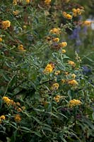 Buddleja x weyeriana 'Honeycomb'