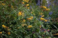 Buddleja x weyeriana 'Honeycomb'