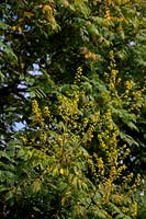 Koelreuteria paniculata - Golden Rain Tree