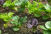 Plantes alignées de Brassica rapa - Groupe Chinensis - Pak Choi 'Color and Crunch'