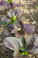 Plantes alignées de Brassica rapa - Groupe Chinensis - Pak Choi 'Rouge'