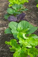 Plantes alignées de Brassica rapa - Groupe Chinensis - Pak Choi 'Color and Crunch'