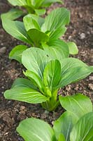 Plantes alignées de Brassica rapa - Groupe Chinensis - Pak Choi 'Révolution verte'