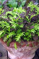 Mélange à salade - Moutardes orientales - Brassica rapa - Groupe Chinensis - en pot terre cuite terre cuite