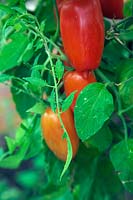 Solanum lycopersicum Tomate 'San Marzano'