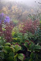 Matin de septembre brumeux dans le jardin humide à Holbrook avec Dipsacus inermis et Rodgersia