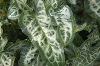 Arum italicum subsp. italicum 'Marmoratum'