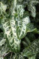 Arum italicum subsp. italicum 'Marmoratum'