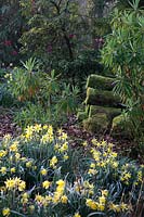 Narcissus pseudonarcissus - 13 - avec Euphorbia mellifera et grumes empilées fournissant un habitat