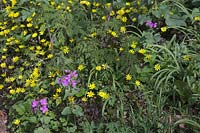 Parterre de fleurs printanier - Ranunculus ficaria 'Brazen Hussy' avec honnêteté - Lunaria et naissant Persil de vache - Anthriscus sylvestris