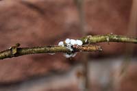 Cochenille farineuse - Planococcus citri avec des dépôts blancs moelleux caractéristiques sur le cultivar Pelargonium dans une véranda