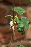 Cochenille farineuse - Planococcus citri avec des dépôts blancs moelleux caractéristiques sur le cultivar Pelargonium dans une véranda