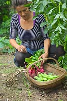 Femme jardinière cueillant des fèves - Vicia faba 'Witkiem Manita' Betterave Beta vulgaris 'Boltardy' et le premier ail récolté - Allium sativum 'Albigensian Wight'