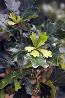 Quercus x ilicifolia nouvelle croissance au milieu de l'été
