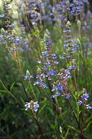 Salvia uliginosa