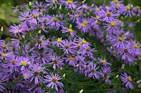 Aster macrophyllus 'Twilight' syn. Aster x herveyi