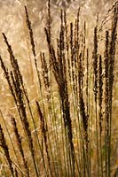 Deschampsia 'Goldtau' et Molinia 'Moorhexe' plantations d'Oudolf dans le jardin du cloître à Durslade, Bruton, Somerset