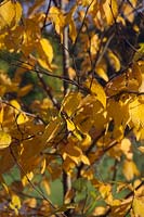 Betula lenta couleur d'automne