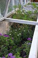 Les plantes dans des cadres froids en attente de plantation à Hollam House, Dulverton, Somerset fin mai