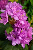 Rhododendron 'Fastuosum Flore Pleno' - d - - Hollam House, Dulverton, Somerset fin mai