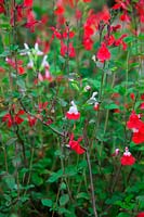 Salvia x jamensis 'Hot Lips' a une proportion variable de rouge et de blanc en fonction de la température et d'autres facteurs