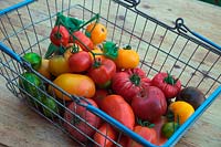 Solanum lycopersicum - Heritage tomates montrant Jersey Devil - longue pointe -, Big Rainbow - beefsteak orange et rouge, Green Agate - green plus petit
