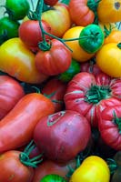 Solanum lycopersicum - Heritage tomates montrant Jersey Devil - longue pointe -, Big Rainbow - beefsteak orange et rouge, Green Agate - green plus petit