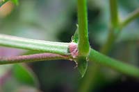 Pseudococcus calceolariae Cochenille dans le nœud foliaire de la plante Pelargonium