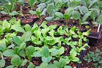 Laitue - Latuca et Brassicas - Chou en petits pots en attente de plantation en automne en polytunnel pour la récolte au début du printemps