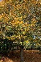 Tilia platyphyllos 'Rubra' en automne