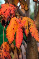Acer spicatum couleur d'automne