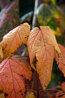Acer spicatum couleur d'automne