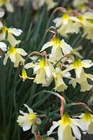 Narcissus obvallaris - 13 -