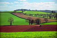 Culture de printemps - roulant - dans les champs vert livide au début du printemps de l'Est du Devon près de Killerton, Exeter avec un vieux verger à moyenne distance