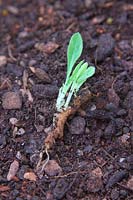 Urospermum dalechampii boutures de racines prises en février et en avril