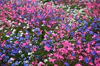 Myosotis - Ne m'oubliez pas les annuelles de printemps en rose, bleu et blanc