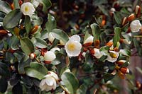 Magnolia laevifolia 'Le favori de Gail'